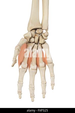 Human hand muscles, computer illustration. Stock Photo