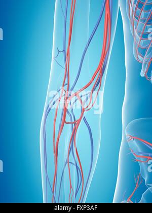 Human vascular system of the arm, computer illustration Stock Photo - Alamy