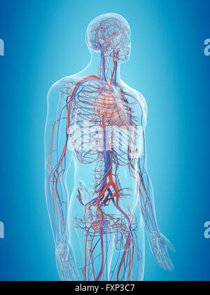 Human cardiovascular system. Computer illustration of the human heart ...