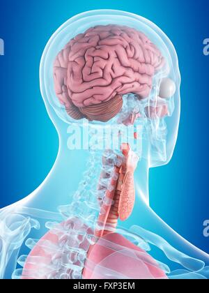 Human internal organs, computer illustration. Stock Photo