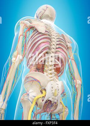 Anatomy of the human back, computer illustration Stock Photo - Alamy