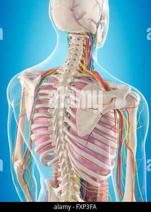 Subhuman Back Anatomy of the human back, computer illustration Stock Photo - Alamy