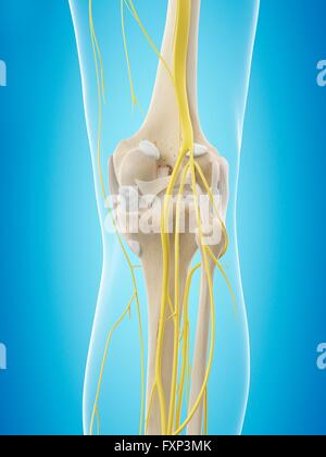 Human nervous system, computer illustration. Stock Photo