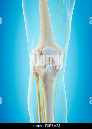 Human nervous system, computer illustration. Stock Photo