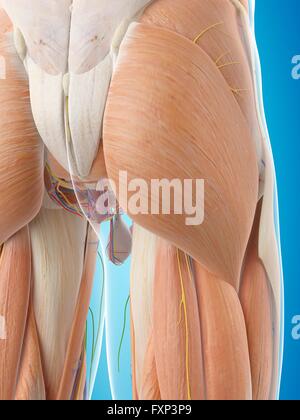Human buttock muscles, computer illustration Stock Photo - Alamy