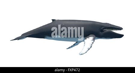 Humpback whale, computer illustration. Stock Photo