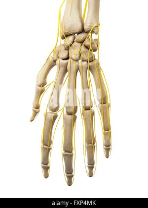 Human hand nerves, computer illustration. Stock Photo