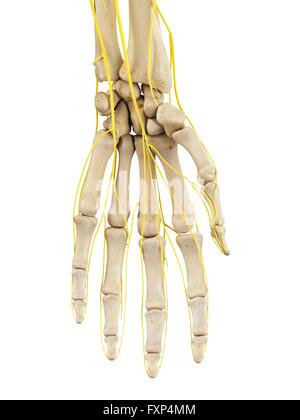 Human hand nerves, computer illustration. Stock Photo