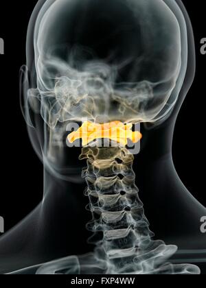 Human neck vertebra, computer illustration. Stock Photo