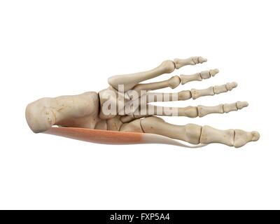 Human foot muscles, computer illustration. Stock Photo
