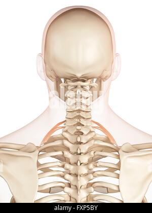 Anatomy of Muscles of Back of Head Stock Photo - Alamy