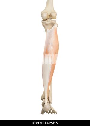 Human leg anatomy, computer illustration Stock Photo - Alamy