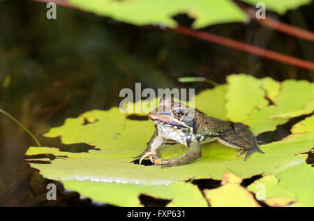 Cape river frog (Amietia fuscigula), Cape Town, South Africa. Stock Photo