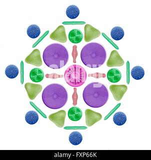 Diatoms and radiolaria. Coloured scanning electron micrograph (SEM) of a circular arrangement of various diatoms and radiolaria. Diatoms are planktonic unicellular algae. They have a mineralised cell wall (frustule) divided into two halves. The frustule contains silica and provides protection and support. Radiolarians are amoeboid protozoa that produce intricate mineral skeletons. They are found as zooplankton throughout the ocean, and their skeletal remains cover large portions of the ocean bottom as radiolarian ooze. Stock Photo