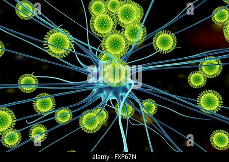 Zika viruses infecting neurons, computer illustration. This is an RNA (ribonucleic acid) virus from the Flaviviridae family. It is transmitted to humans via the bite of an infected Aedes sp. mosquito. It causes zika fever, a mild disease with symptoms including rash, joint pain and conjunctivitis. The zika virus has been shown to replicate in nerve cells. This can lead to microcephaly (small head) in foetuses, which can cause miscarriage or death soon after birth, or lead to developmental delays and disorders. In children and adults it can lead to Guillain-Barre syndrome, which causes Stock Photo