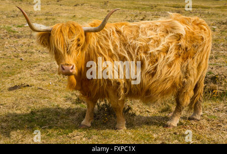 Aberdeen Angus on Bodmin Moor Stock Photo