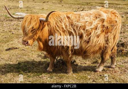 Aberdeen Angus grazing on Bodmin Moor Stock Photo
