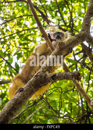 Close up wildlife portrait of lemur gaze on Lokobe Strict Nature Reserve in Nosy Be, Madagascar, Africa Stock Photo