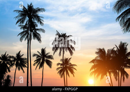 Silhouettes of palm trees against the sky during a tropical sunset. Stock Photo