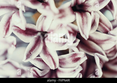 Common Dutch Garden Hyacinth (Hyacinthus Orientalis) Close Up Stock Photo