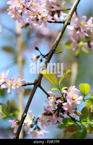 Bintan, Riau Islands, Indonesia. 17th Apr, 2016. BINTAN, INDONESIA - APRIL 17 : The cherry blossoms bloom at Kijang district on April 17, 2016 in Bintan Island, Indonesia. Sakura trees are planted Tanaka in 1942 working in Furukawa Co Ltd in Kijang during World War II. © Sijori Images/ZUMA Wire/Alamy Live News Stock Photo