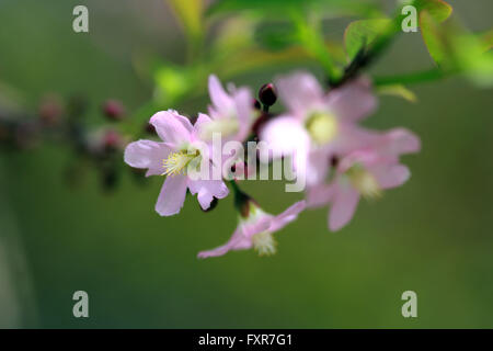 Bintan, Riau Islands, Indonesia. 17th Apr, 2016. BINTAN, INDONESIA - APRIL 17 : The cherry blossoms bloom at Kijang district on April 17, 2016 in Bintan Island, Indonesia. Sakura trees are planted Tanaka in 1942 working in Furukawa Co Ltd in Kijang during World War II. © Sijori Images/ZUMA Wire/Alamy Live News Stock Photo