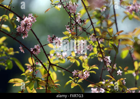 Bintan, Riau Islands, Indonesia. 17th Apr, 2016. BINTAN, INDONESIA - APRIL 17 : The cherry blossoms bloom at Kijang district on April 17, 2016 in Bintan Island, Indonesia. Sakura trees are planted Tanaka in 1942 working in Furukawa Co Ltd in Kijang during World War II. © Sijori Images/ZUMA Wire/Alamy Live News Stock Photo