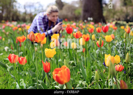 Ripley, Surrey, UK. 17th April, 2016. Pictures show Roxy Kusznir, 23 enjoying the tulip display on the opening day of the Tulip Festival at Dunsborough Park, Ripley, Surrey. 20,000 new tulip bulbs have been planted and have replanted over 20,000 1 year-old bulbs in the grass to create a wild meadow. Dunsborough Park is a stunning country estate situated in Ripley, set amongst 100 acres of landscaped gardens. Credit:  Oliver Dixon/Alamy Live News Stock Photo