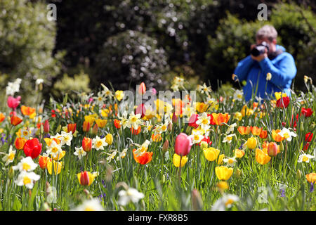 Ripley, Surrey, UK. 17th April, 2016. Opening day of the Tulip Festival at Dunsborough Park, Ripley, Surrey. 20,000 new tulip bulbs have been planted and have replanted over 20,000 1 year-old bulbs in the grass to create a wild meadow. Dunsborough Park is a stunning country estate situated in Ripley, set amongst 100 acres of landscaped gardens. Credit:  Oliver Dixon/Alamy Live News Stock Photo