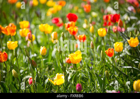 Ripley, Surrey, UK. 17th April, 2016. Opening day of the Tulip Festival at Dunsborough Park, Ripley, Surrey. 20,000 new tulip bulbs have been planted and have replanted over 20,000 1 year-old bulbs in the grass to create a wild meadow. Dunsborough Park is a stunning country estate situated in Ripley, set amongst 100 acres of landscaped gardens. Credit:  Oliver Dixon/Alamy Live News Stock Photo