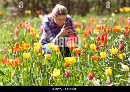 Ripley, Surrey, UK. 17th April, 2016. Pictures show Roxy Kusznir, 23 enjoying the tulip display on the opening day of the Tulip Festival at Dunsborough Park, Ripley, Surrey. 20,000 new tulip bulbs have been planted and have replanted over 20,000 1 year-old bulbs in the grass to create a wild meadow. Dunsborough Park is a stunning country estate situated in Ripley, set amongst 100 acres of landscaped gardens. Credit:  Oliver Dixon/Alamy Live News Stock Photo