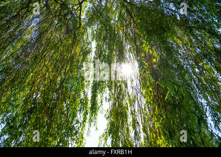 Sun shines through a willow tree Stock Photo