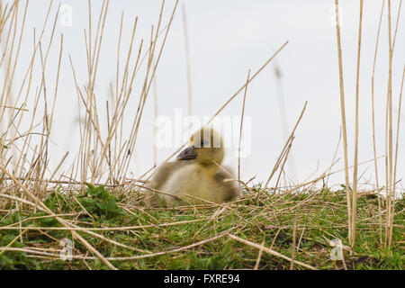 Yellow greylag gosling relaxing in the grass Stock Photo