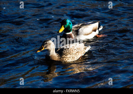 Two Mallard Ducks Swimming Together In River Stock Photo