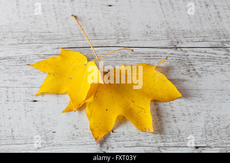 Two yellow Maple leafs on white rustic wooden table. Autumn concept, top view. Stock Photo