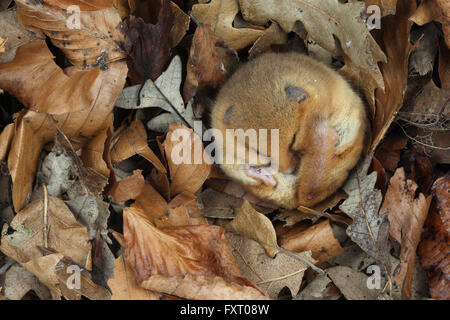 Dormouse sleeping in leaves - Hazel dormouse, Muscardinus avellanarius Stock Photo