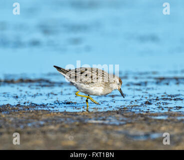 Sharp-tailed Sandpiper (Calidris acuminata), Parnka Point, the Coorong National Park, Fleurieu Peninsula, South Australia Stock Photo
