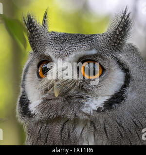 White Faced Scops Owl Stock Photo