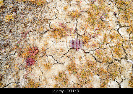 Flowers growing in the cracked mud, the Coorong National Park, Fleurieu Peninsula, South Australia Stock Photo