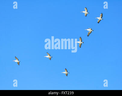 Flock of Australian Pelicans (Pelecanus conspicillatus), The Coorong National Park, Fleurieu Peninsula, South Australia Stock Photo