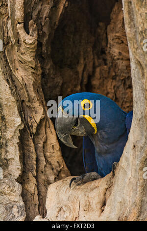 Hyacinth or Hyacinthine Macaw (Anodorhynchus hyacinthinus) nesting in a hole in a tree, Pantanal, Brazil Stock Photo