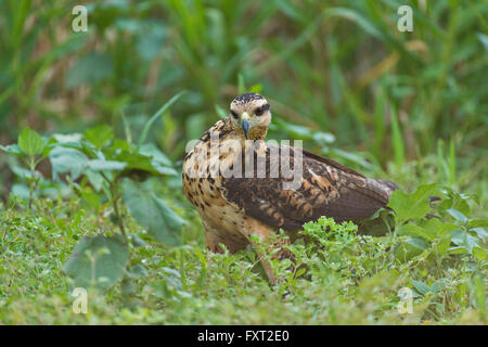 Juvenile Savanna Hawk (Buteogallus meridionalis) on the ground, Pantanal, Brazil Stock Photo