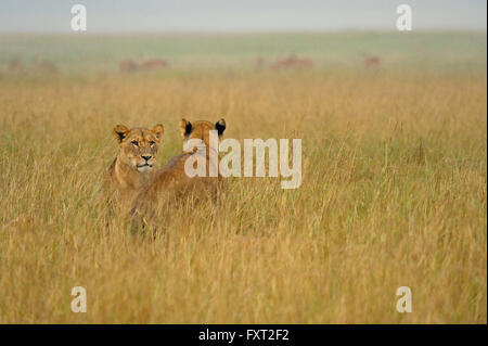 Pride of Lions (Panthera leo) in the rain in the grasslands, Lake Nakuru National Park, Kenya Stock Photo