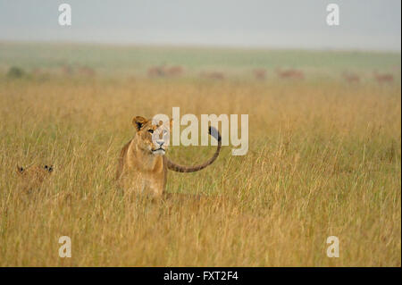 Pride of Lions (Panthera leo) in the rain in the grasslands, Lake Nakuru National Park, Kenya Stock Photo