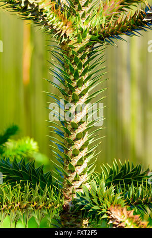 Araucaria araucana, the monkey puzzle tree, monkey tail tree, Chilean pine, or pehuen. Here seen in detail close up. It is descr Stock Photo