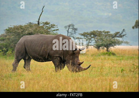 White Rhino or Square-lipped Rhinoceros (Ceratotherium simum), Lake Nakuru National Park, Kenya Stock Photo