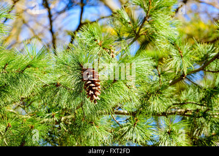 Pinus peuce, the Macedonian pine, here seen close up with one of its matured cones. Stock Photo