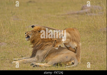 Mating Lions (Panthera leo), Masai Mara National Reserve, Kenya Stock Photo