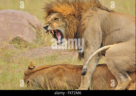 Mating Lions (Panthera leo), Masai Mara National Reserve, Kenya Stock Photo