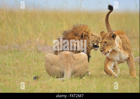 Mating lions (Panthera leo), Masai Mara Game Reserve, Kenya, East ...